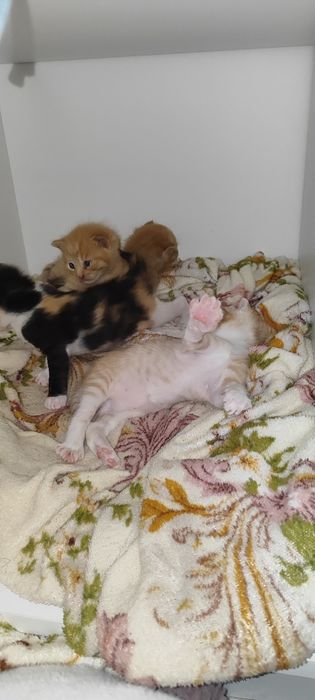 Отдам котят в добрые руки