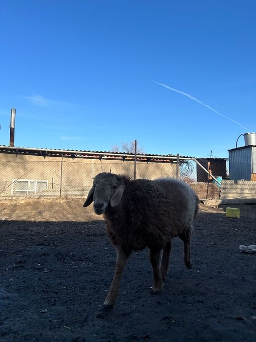 Тоқты  сатылады.