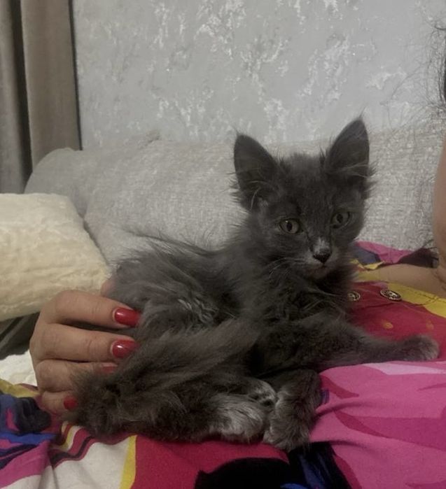 Пепельный самый красивый и добрый котенок ищет семью