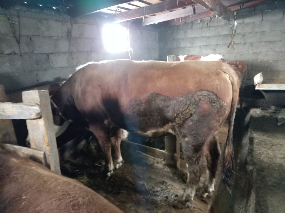 Бычки на продажу