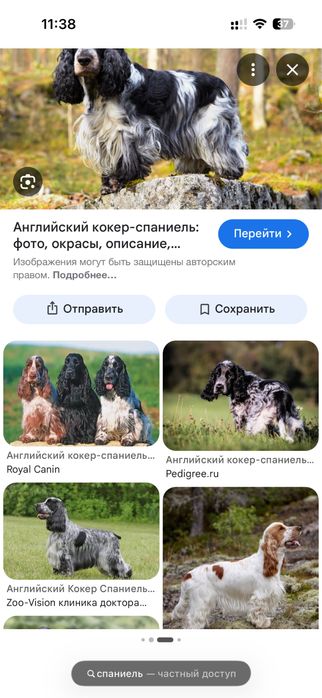 Английский спаниель