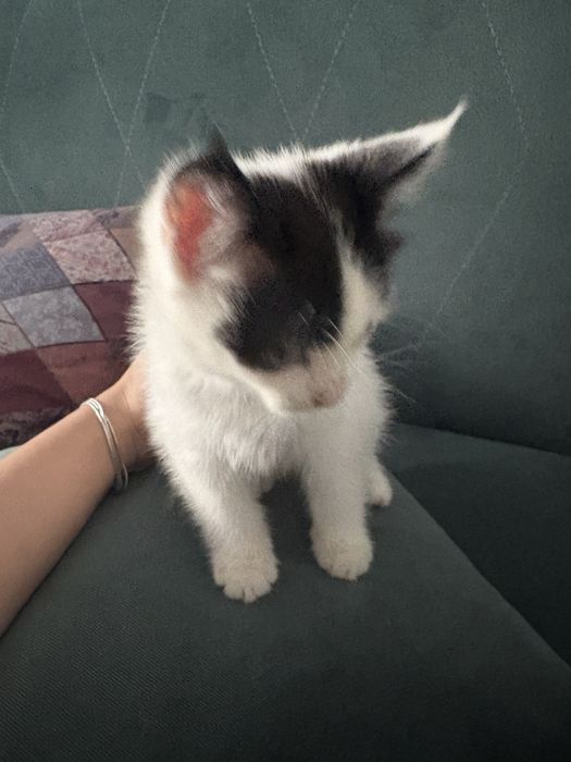 котенок отдам в добрые руки