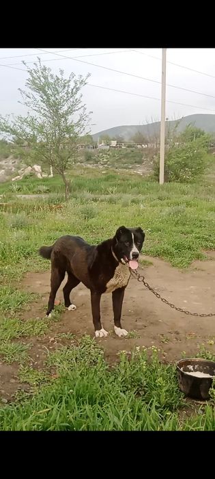 Алабай төбет ұрағашы