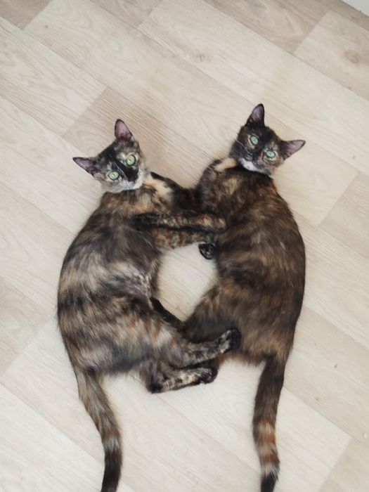 Кошки в добрые руки