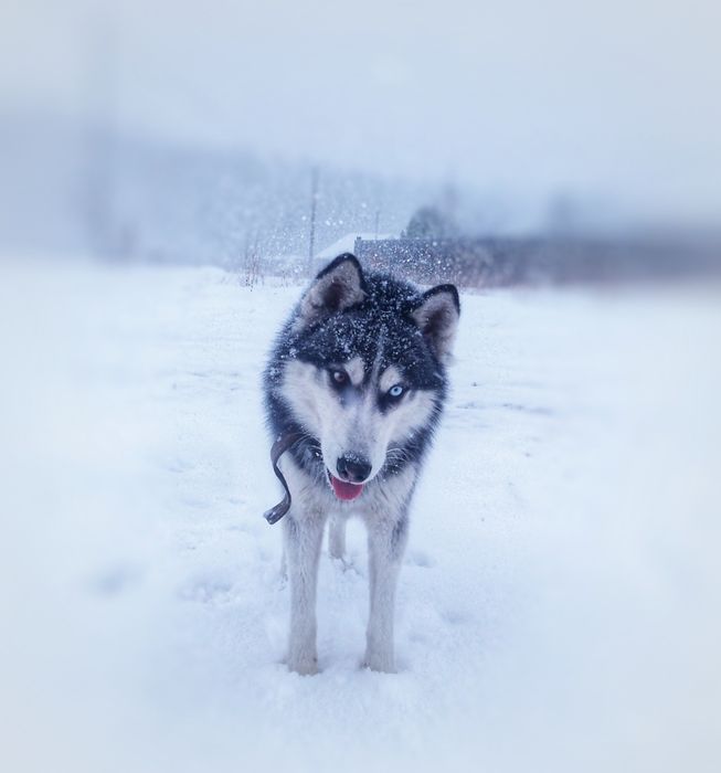 Будки для собак от 20 000тг
