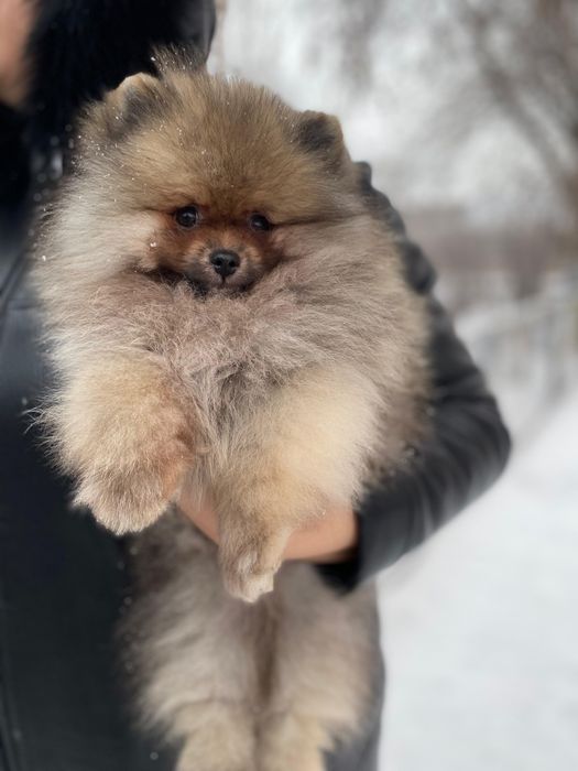 Продаётся шикарный мальчик