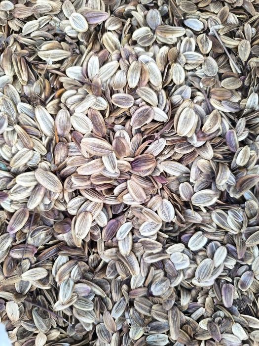 Каврак уруглар шираси сотилади