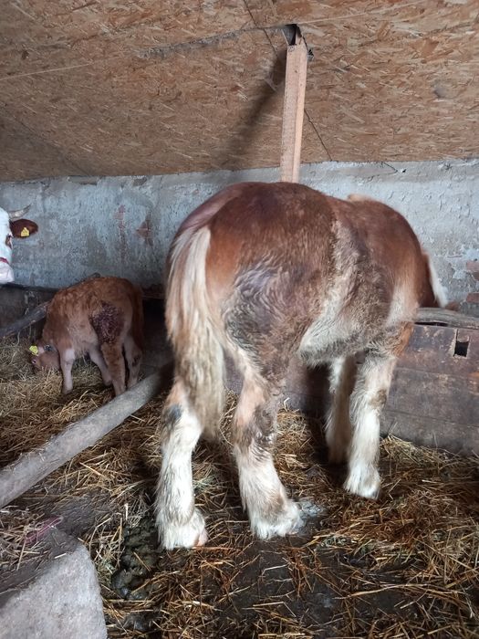 Vând manz 8 luni bland