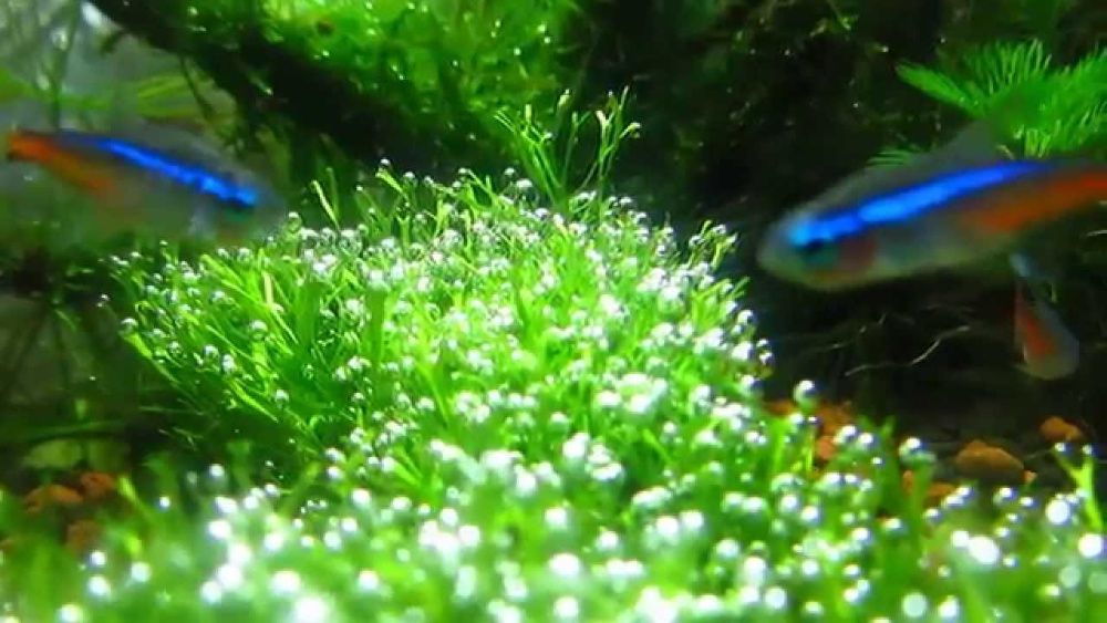 Pestisori si plante naturale de acvariu multiple modele