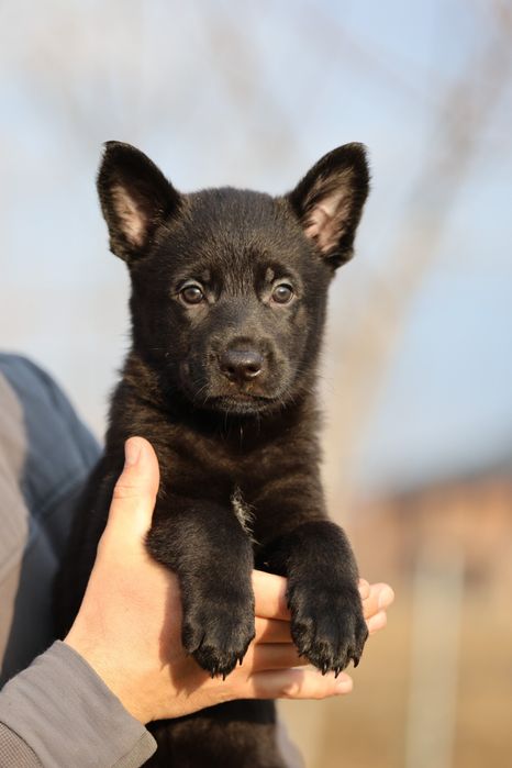 Ciobanesc German Alsacian spate drept cu Pedigree canisa autorizata