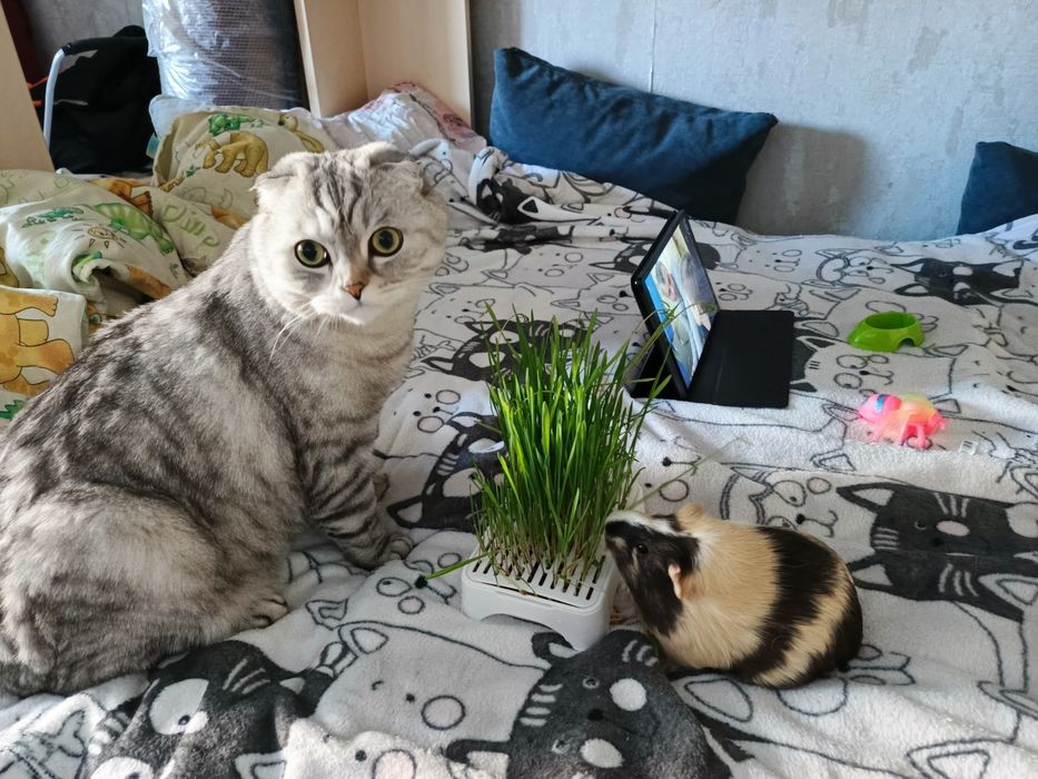 Отдам морских свинок