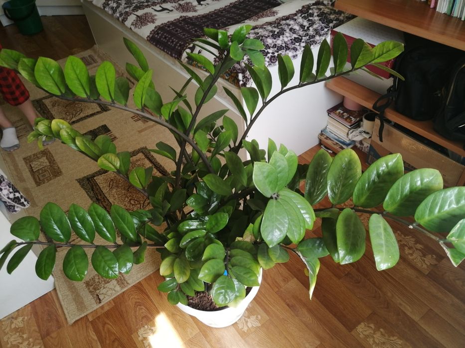 Доллоровое дерево