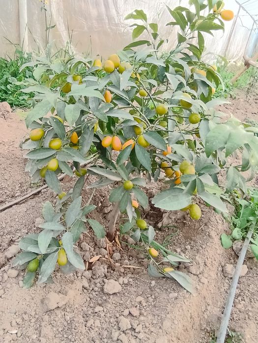 Теплицы лимонария и кумкват, мандарин. Виноградник
