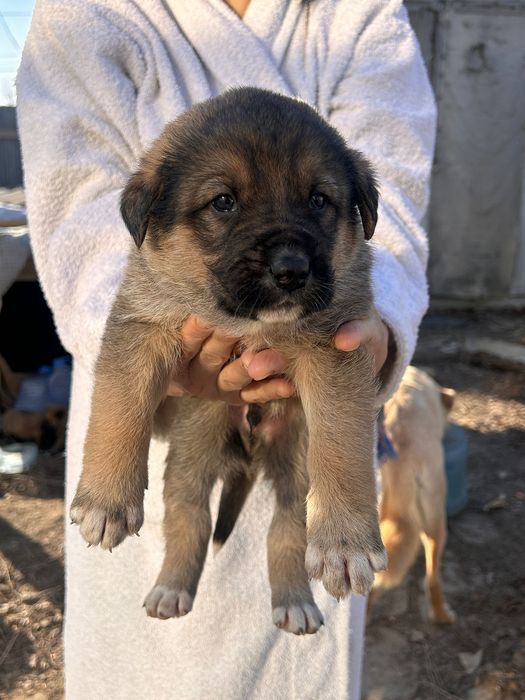 Отдаем щенков в добрые руки