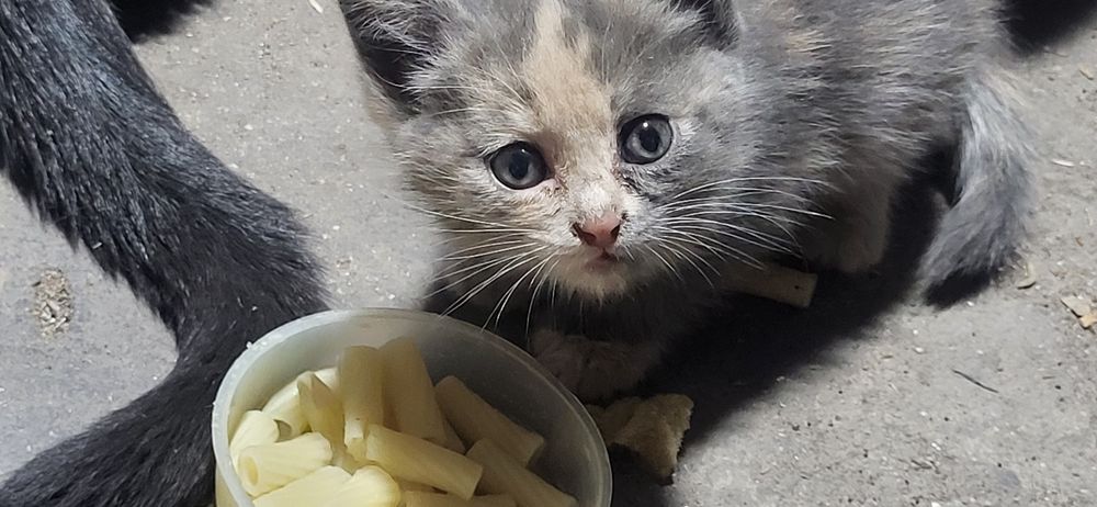 Котята в добрые руки !