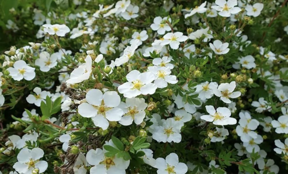 Лапчатка многолетний