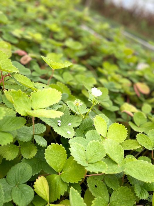 Stoloni Căpșuni Remontanți Amandine – Producție Continuă