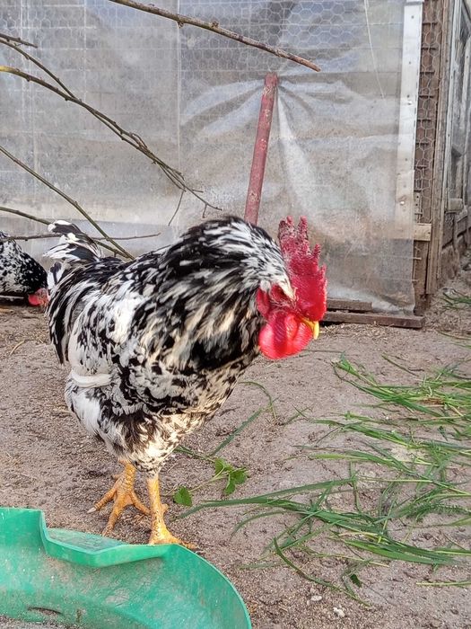 Oua incubat pinta și italiene