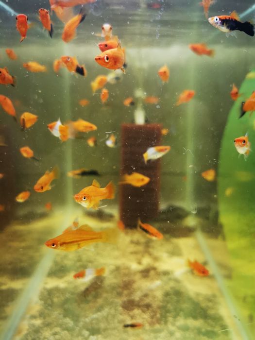 Xipho kohacu - colorit unic Bacau • OLX.ro