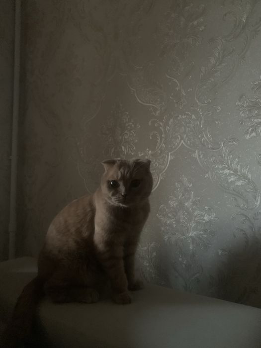 Scottish fold   .