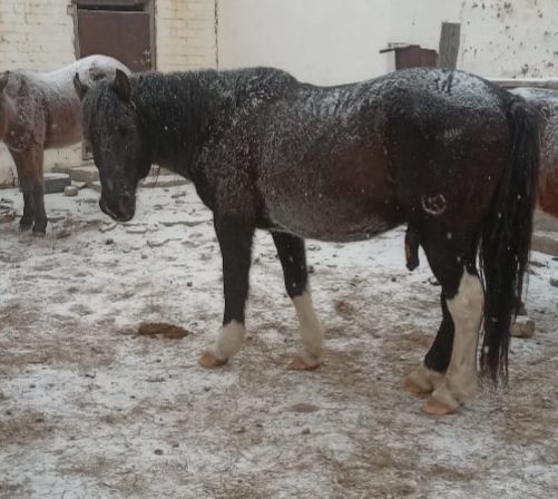 Айғыр сатылады үйірге салғанға