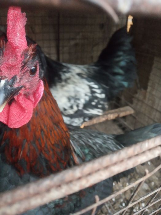 Qizil xurozlar sotiladi