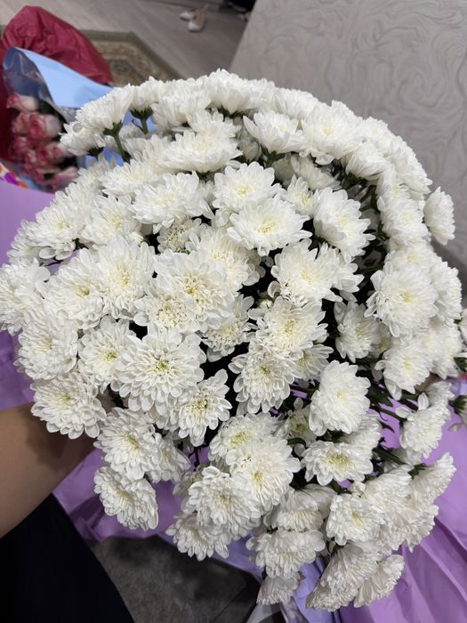 Хризантема свежая