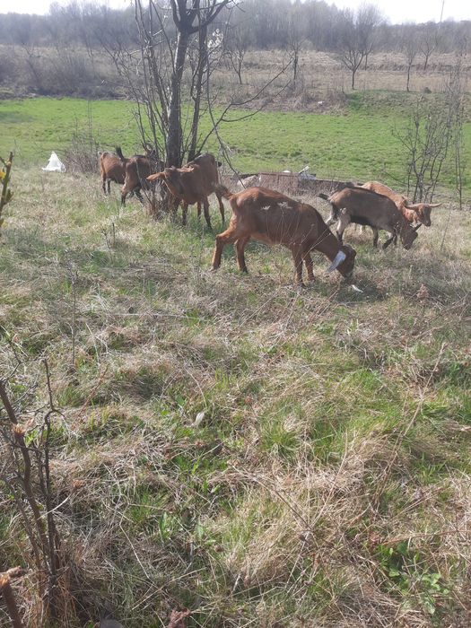 vând ieadă anglunubiana de 7 luni