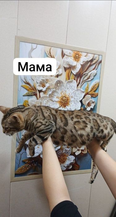 Бенгал котенок .