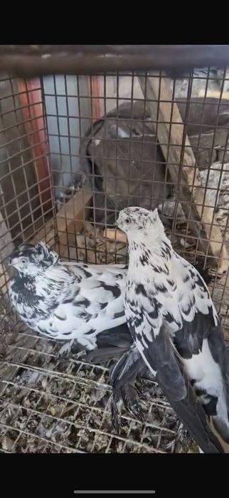 Пара сочей игровые голуби
