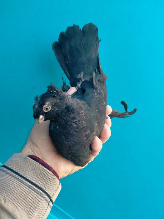 Пара молодых жуков