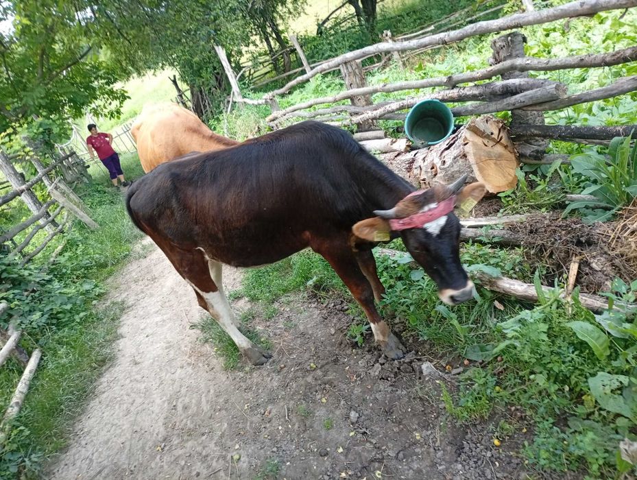 Vând vita crescuta bio