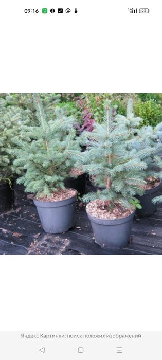 Продам ёлка берёза ель голубая сибирская сосна дуб лиственница