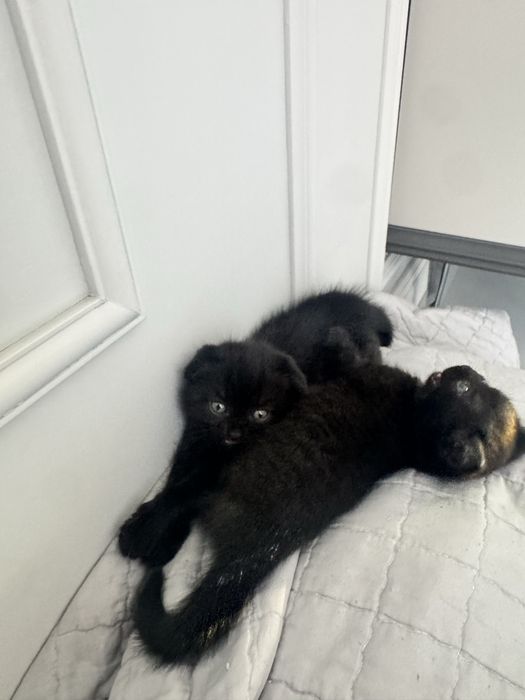 Продам котят шотландские