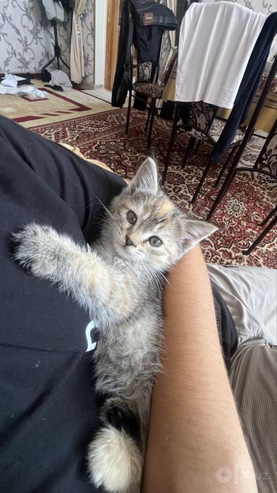 Котенок бесплатно