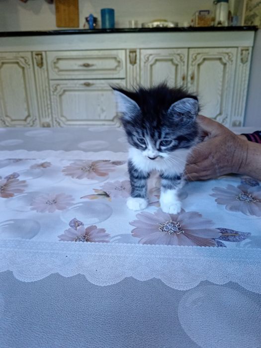 Кошки, мушукчалар