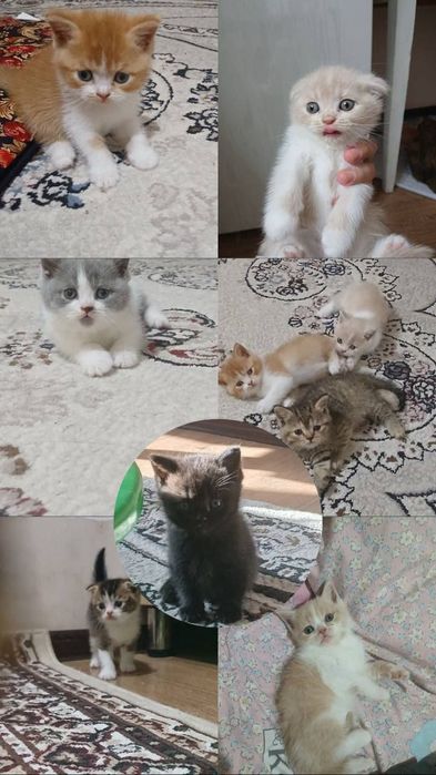 Котята . Mushukchalar