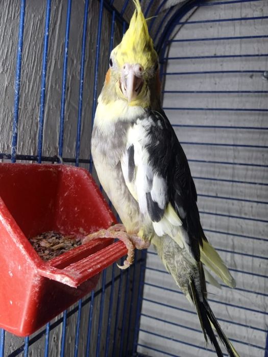 Кореллы попугайчики