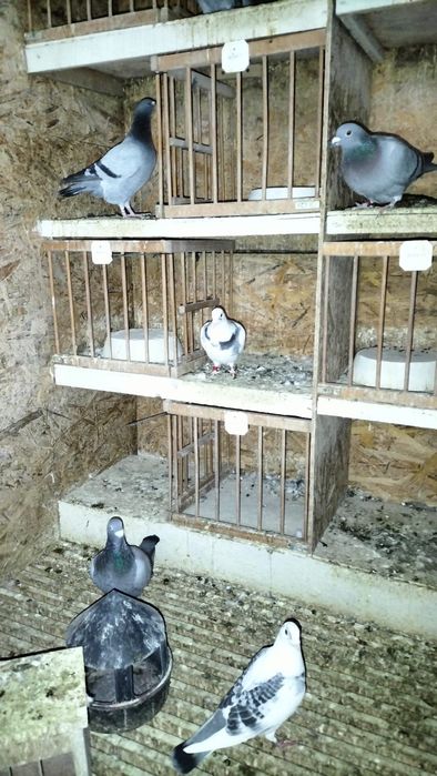 Porumbei sport de vânzare