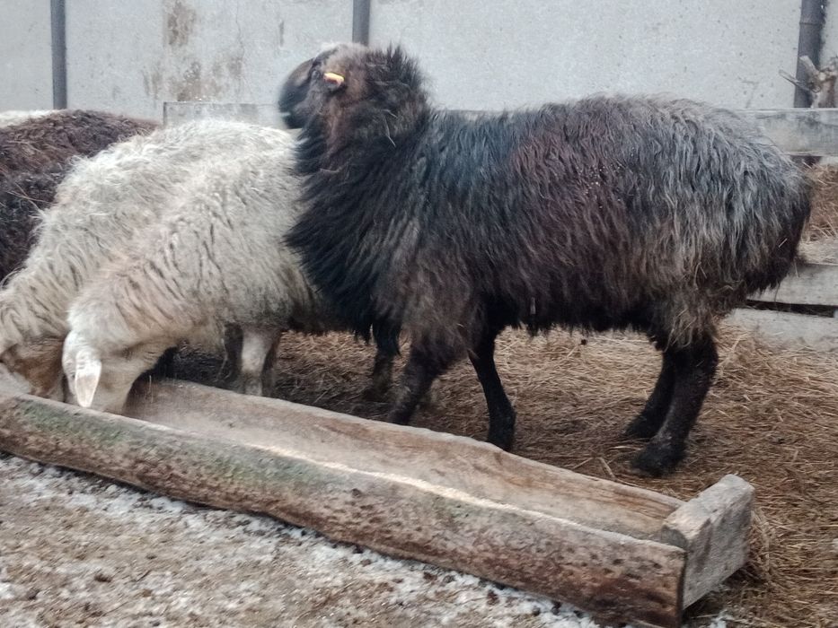 Продам  Кошкара .