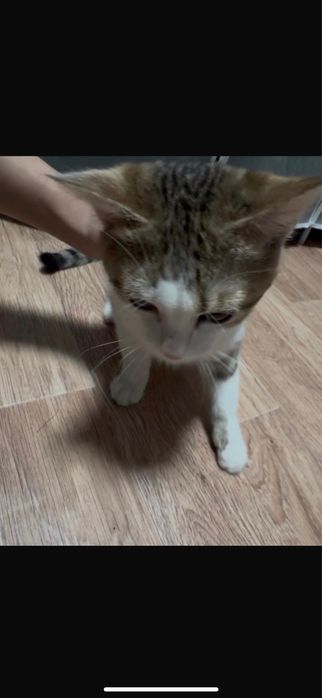 отдам кота в добрые руки