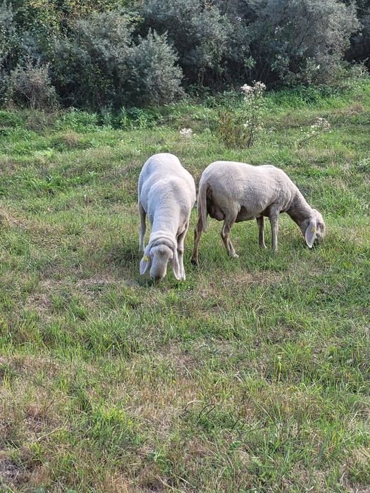 Vând berbec din rasa Bergamasca