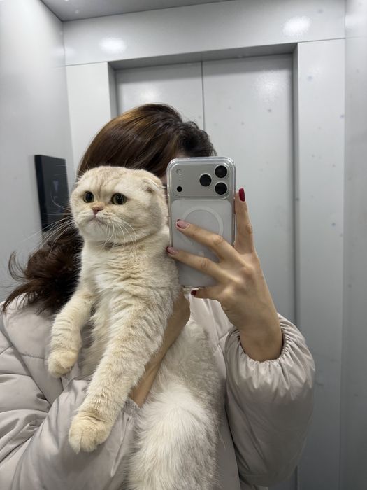 Кошка скотиш фолд