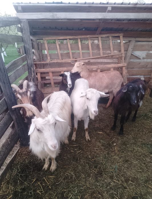 Vand 6 capre bune de lapte