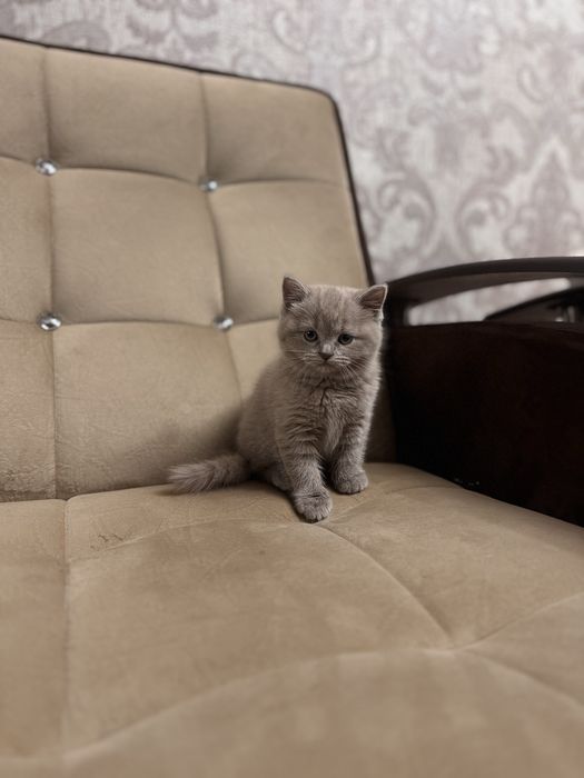 Девочка скоттиш-страйт, красивый голубой окрас