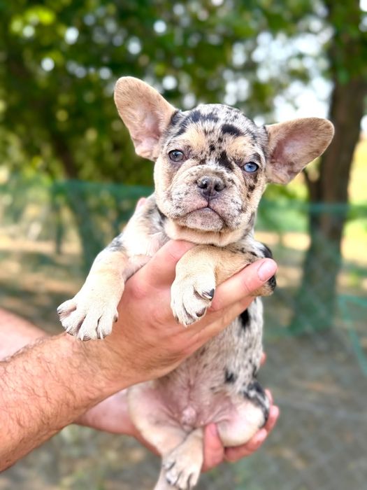 Bulldog francez blue merle băiețel