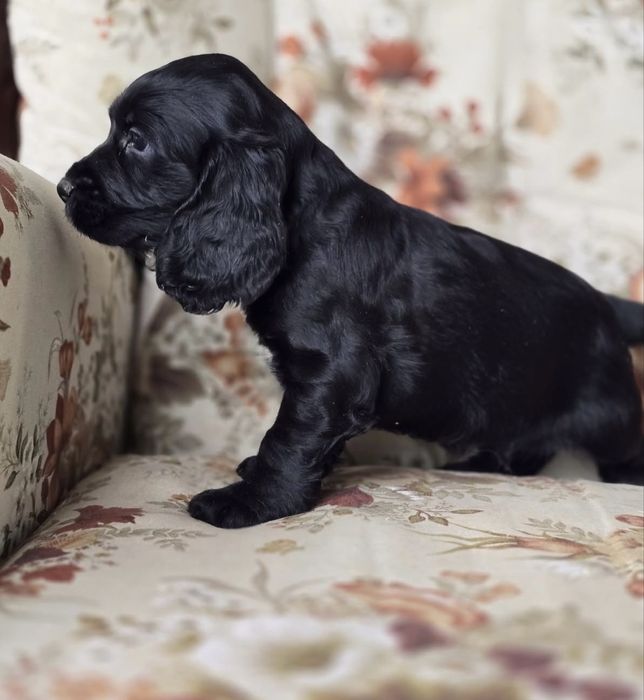 Cocker spaniel superb