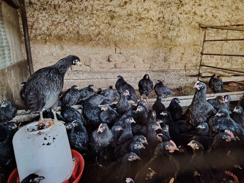 Кора шахзода 90  кунлик