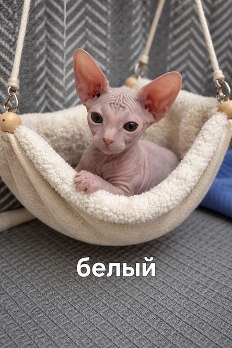 Чистокровные лысые котята конадского сфинкса. Мальчики