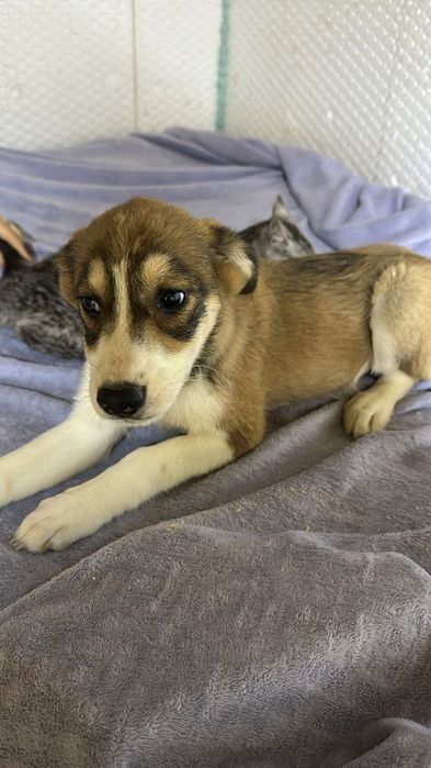 Ищу дом замечательным щенкам